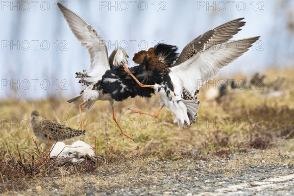 Ruff (Calidris pugnax) two males in breeding plumage at lek, fighting over female, Pokka, Finnish Lapland