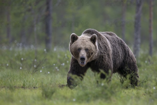 Brown bear (Ursus arctos) in the Finnish taiga, Kuusamo, Finland, Europe