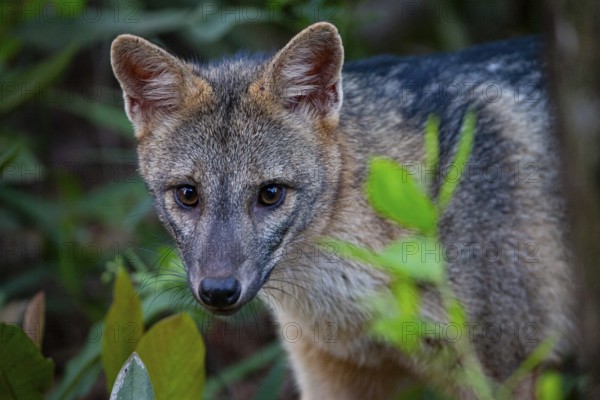 South American forest fox (Cerdocyon thous) Pantanal Brazil