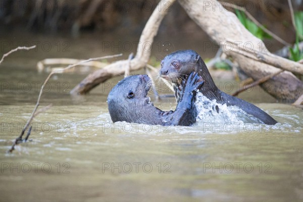Giant otter (Pteronura brasiliensis) Pantanal Brazil