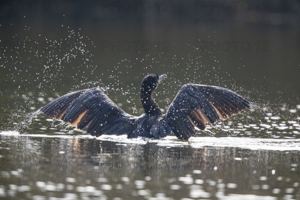 Cormorant (Phalacrocorax carbo) Germany