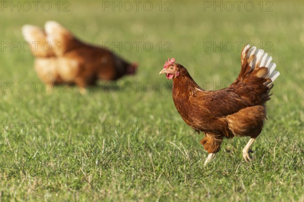 A brown hen looks to the right, in the background another hen, domestic chicken, Rhineland-Palatinate, Germany, Europe
