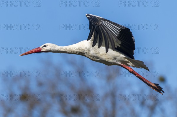 A stork flies fast through the sky, wings pulled back, white stork (Ciconia ciconia), wildlife, Germany, Europe