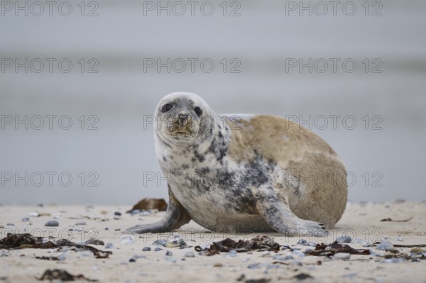 Grey seal (Halichoerus grypus) lying on the beach, Düne, Helgoland, Schleswig-Holstein, Germany, Europe