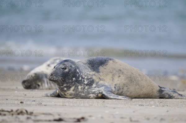 Grey seal (Halichoerus grypus) lying on the beach, Düne, Helgoland, Schleswig-Holstein, Germany, Europe