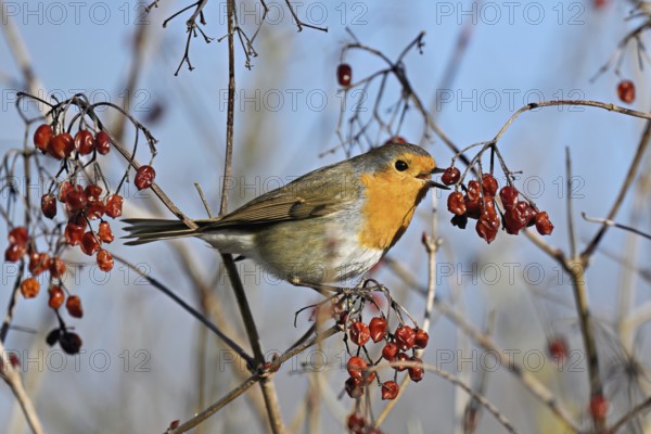 European robin (Erythacus rubecula), eating red berries, Canton Zug, Switzerland, Europe