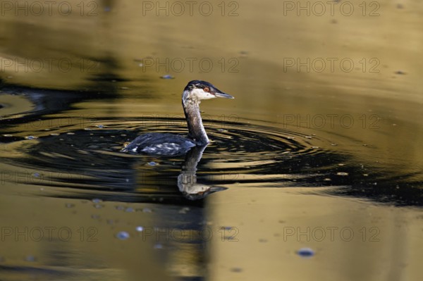 Slavonian grebe (Podiceps auritus), adult, in a white plumage, winter plumage, swimming in Lake Zug, Switzerland, Europe