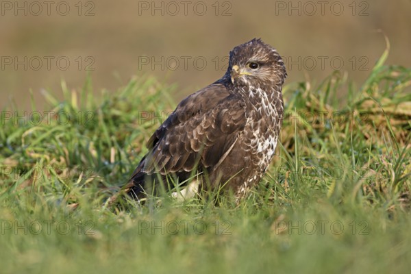 Common buzzard (Buteo buteo), sitting in a meadow, Switzerland, Europe
