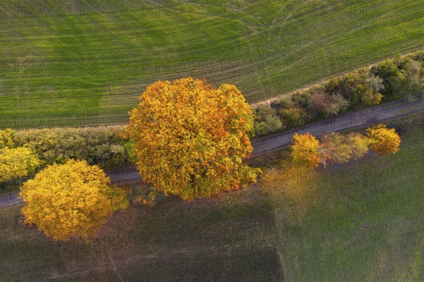 Aerial view, drone photo: Trees in yellow and red autumn colours on a hiking trail between harvested fields near the village of Brodowin, Barnim, Brandenburg, Germany, Europe