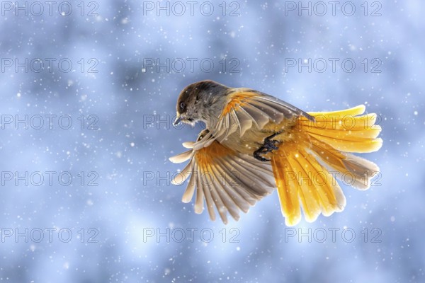 Siberian jay (Perisoreus infaustus, Corvus infaustus) in flight during snowfall in snow covered taiga in winter, Scandinavia