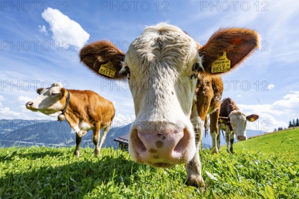 Three young curious calves (Bos primigenius taurus), cows on an alpine meadow, stretching their snouts towards the camera, Simmental cattle, Hochbrixen, Brixen im Thale, Tyrol, Austria, Europe