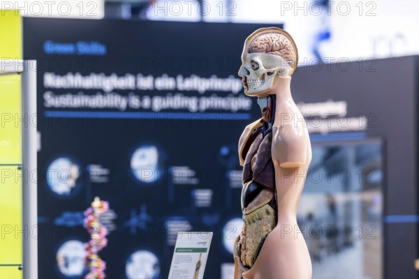 Human body model with muscles and organs for biology lessons. Scientific teaching aid from Hedinger for science lessons. Europe's largest education fair Didacta in Stuttgart, Baden-Württemberg, Germany, Europe