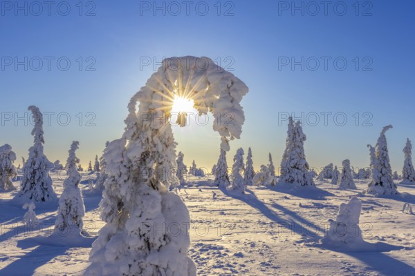 Tykky forest, snow covered spruce trees on the taiga in winter, Riisitunturi National Park in Finnish Lapland near Posio, Koillismaa, Finland, Europe