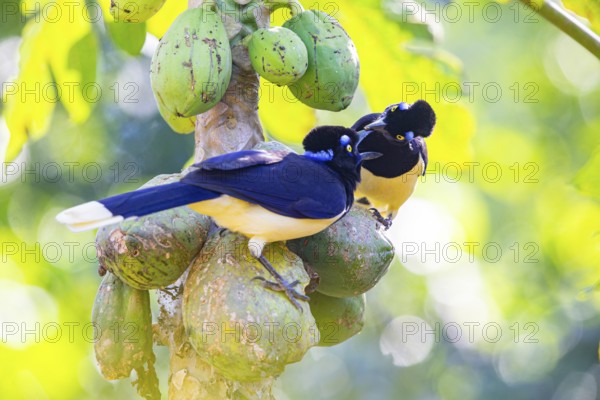 Plush-crested jay (Cyanocorax chrysops) Pantanal Brazil