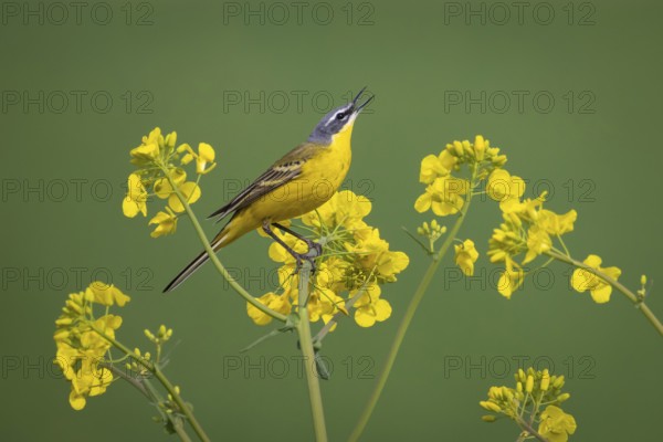 A yellow wagtail sits in spring in a flowering rape field near Frankfurt am Main, Frankfurt am Main, Hesse, Germany, Europe