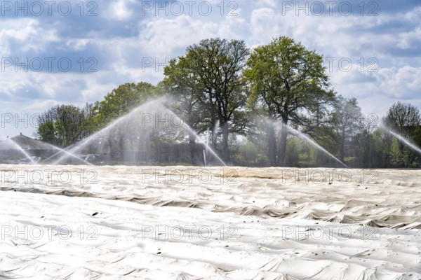 Irrigation of strawberries, field cultivation, on the Lower Rhine near Alpen North Rhine-Westphalia, Germany, Europe