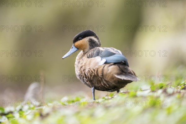 Blue-billed teal (Spatula hottentota) standing on a meadow, Bavaria, Germany, Europe