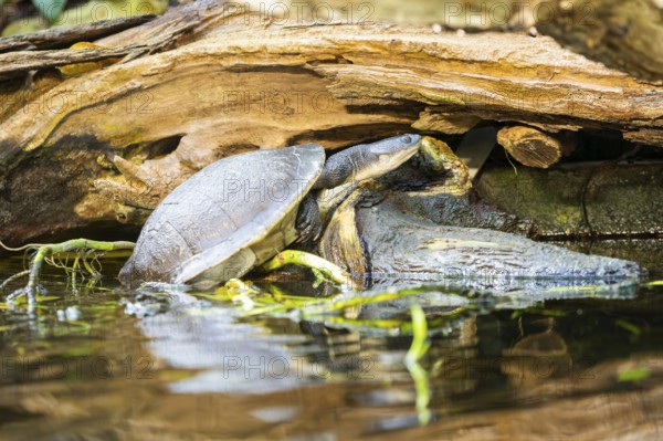 Austro-South American side-neck turtle (Chelodina mccordi) beside a little lake, captive, Germany, Europe