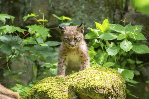 Eurasian lynx (Lynx lynx) cub (youngster) in a forest, Bavaria, Germany, Europe