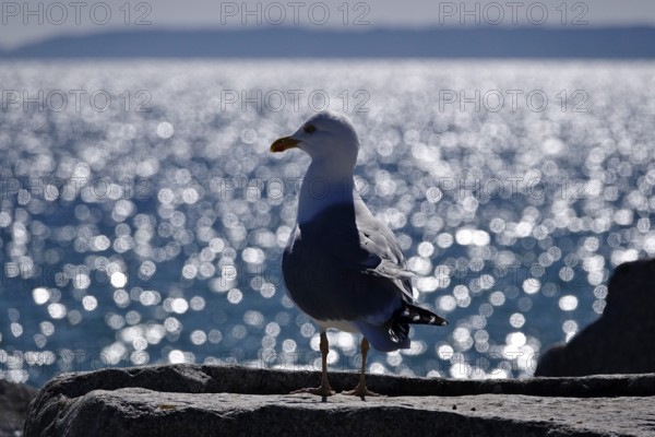 Seagull in front of the glittering waters of the Baltic Sea, Mecklenburg-Vorpommern, Germany, Europe