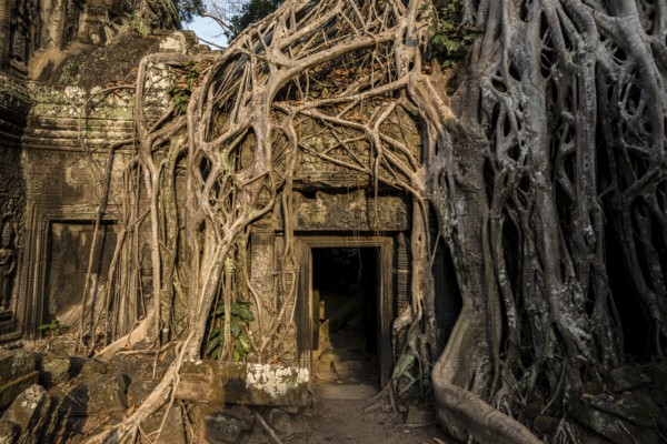 Ta Prohm, Angkor Wat, Angkor, UNESCO World Heritage Site, Siem Reap, Cambodia, Indochina, Southeast Asia, Asia