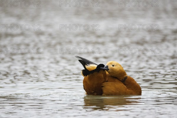 Ruddy shelduck (Tadorna ferruginea) Germany