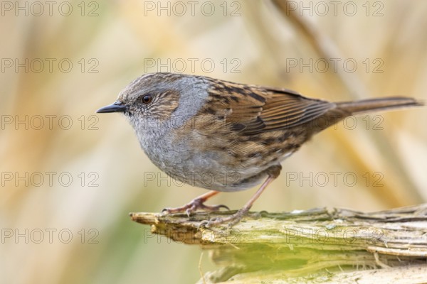 Dunnock (Prunella modularis) Germany