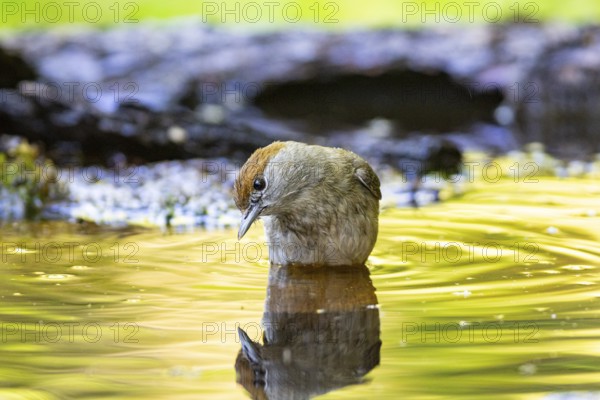 Blackcap (Sylvia atricapilla) wbl while bathing Germany