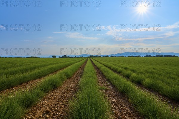 Extensive lavender field (Lavandula), blue sky and trees in the background, summer, Valensole, Alpes-de-Haute-Provence, Provence-Alpes-Cote d'Azur, France, Europe