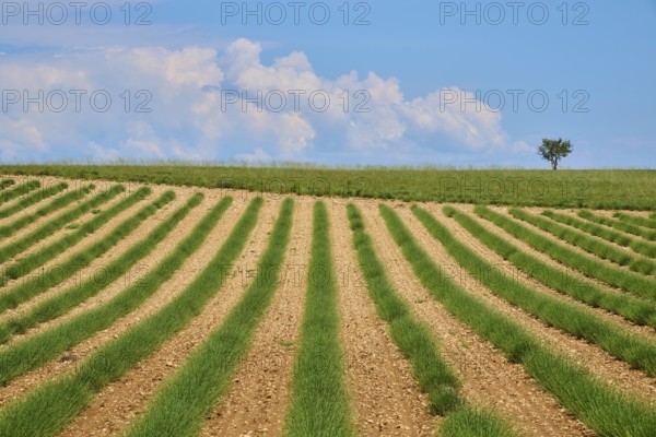 Lavender field (Lavandula), meadow, tree and clouds in the sky, summer, Valensole, Alpes-de-Haute-Provence, Provence-Alpes-Cote d'Azur, France, Europe