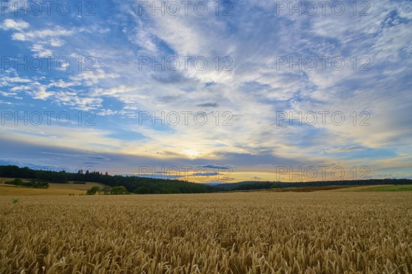 A wheat field (Triticum), in the foreground, surrounded by forest under an evening sky with clouds, summer, Großheubach, Miltenberg, Spessart, Bavaria, Germany, Europe