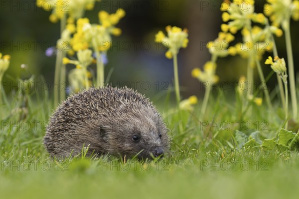 European hedgehog (Erinaceus europaeus) adult animal on an urban garden grass lawn in the spring with flowering Cowslip plants, England, United Kingdom, Europe