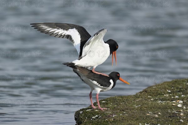 Oystercatcher (Haematopus ostralegus), mating, Texel, West Frisian Islands, province of North Holland, Netherlands