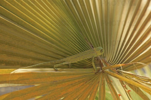 Chameleon (Chamaeleoninae), Djerba, Tunisia, Africa