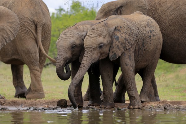 African elephant (Loxodonta africana), two young animals, at the water, drinking, Kruger National Park, Kruger National Park, South Africa, Africa