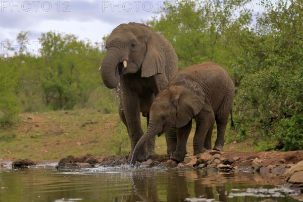 African elephant (Loxodonta africana), adult, male, bull, young animal, young bull with young animal, at the water, drinking, Kruger National Park, Kruger National Park, South Africa, Africa