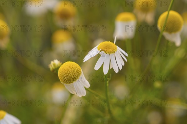 Detailed view of camomile flowers in a natural environment
