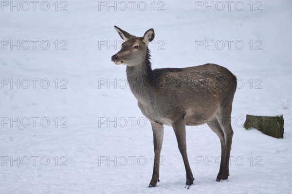 Red deer (Cervus elaphus) hind in a forest in winter, snow, Bavaria, Germany, Europe