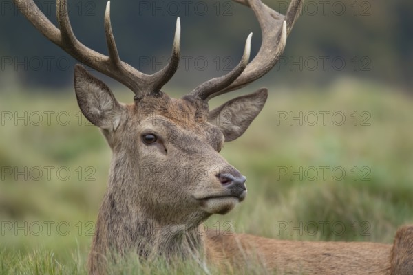 Red deer (Cervus elaphus) adult male stag animal portrait, England, United Kingdom, Europe