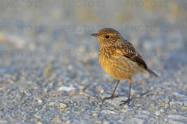 Stonechat, (Saxicola torquata), foraging, female, Eich, Rhineland-Palatinate, Germany, Europe
