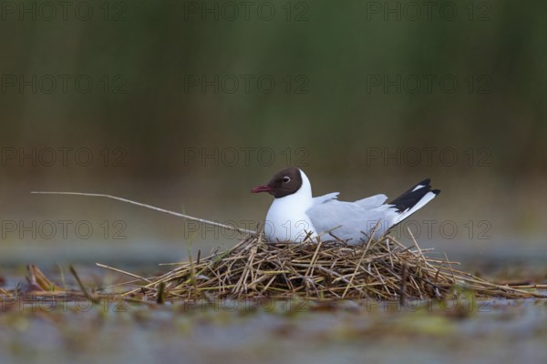 Black-headed gull (Larus ridibundus), breeding at the nest, Hides de El Taray / Floating Hid, Villafranca de los Caballeros, Castilla La Mancha / Toledo, Spain, Europe