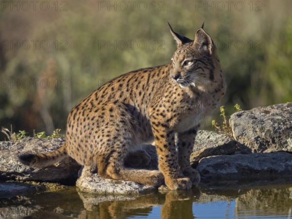 Iberian lynx (Lynx pardinus), drinking water at the waterhole, Hides De Calera / Lynx Hide, Calera Y Chozas, Castilla La Mancha / Toledo, Spain, Europe