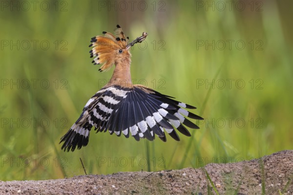 Hoopoe (Upupa epops) Bird of the Year 2022, male with beetle larva as prey, foraging, canopy erected, flying, close to the ground, Middle Elbe Biosphere Reserve, Saxony-Anhalt, Germany, Europe