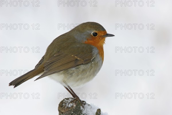 Robin, (Erithacus rubecula), snow, foraging in winter, Battenberg, Tiszaalpár, Kiskunsági National Park, Bács-Kiskun, Hungary, Europe