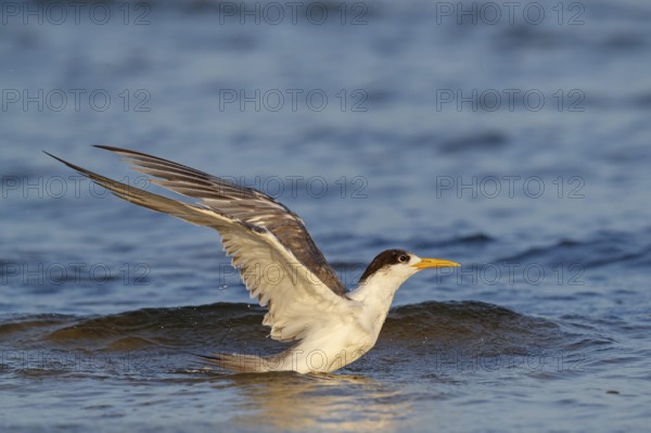 Common Tern, flight photo, (Thalasseus bergii), swimming in water, East Khawr / Khawr Ad Dahariz, Salalah, Dhofar, Oman, Asia