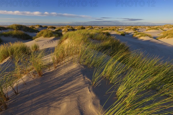 Amrum Island, landscape Germany, dune, dunes, grass, structure, form, vegetation, Amrum, Amrum Island, Schleswig-Holstein, Germany, Europe