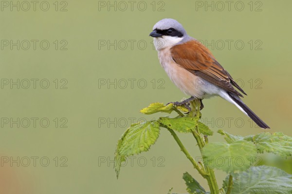 Red-backed shrike, red-backed shrike, thorn-backed shrike, family of shrikes, (Lanius collurio), male, Hockenheim, Baden-Württemberg, Germany, Europe