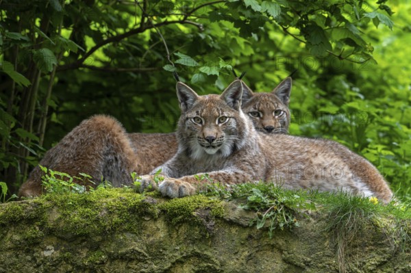 Two Eurasian lynxes (Lynx lynx) resting on riverbank, river bank in forest