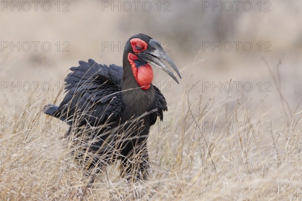Southern ground hornbill (Bucorvus leadbeateri), adult bird, female, walking in tall dry grass, foraging, Kruger National Park, South Africa, Africa