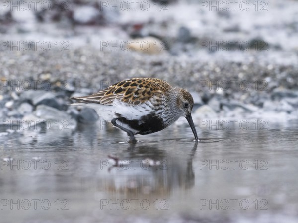 Dunlin (Calidris alpina) adult searching for food in a rock pool, at low tide, at midnight, May, Varangerfjord, Finnmark, Norway, Europe